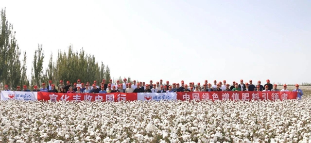 宜化豐收中國行！新疆棉花大型測產(chǎn)觀摩會成功舉行(圖1)